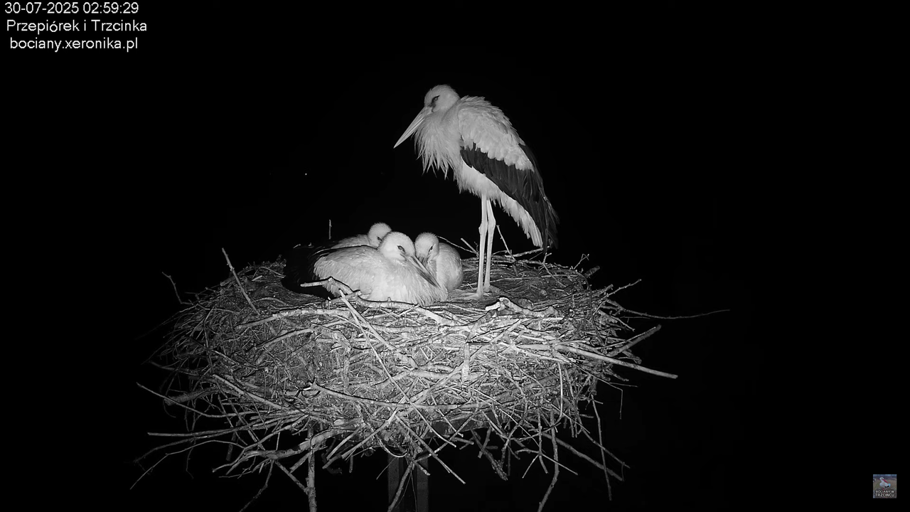 30072025bociany1