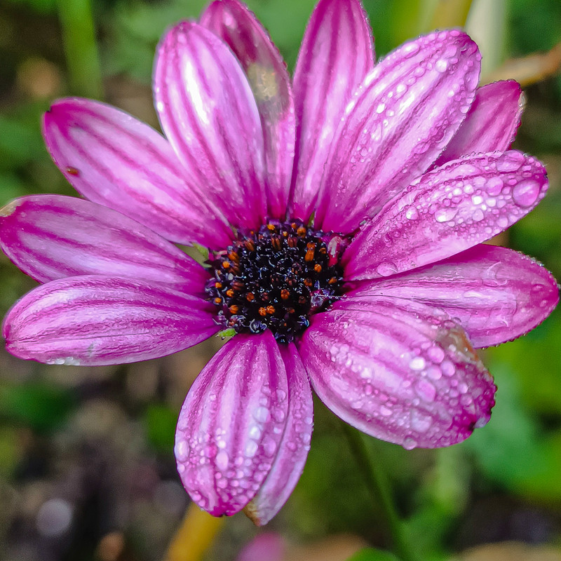 Osteospermum