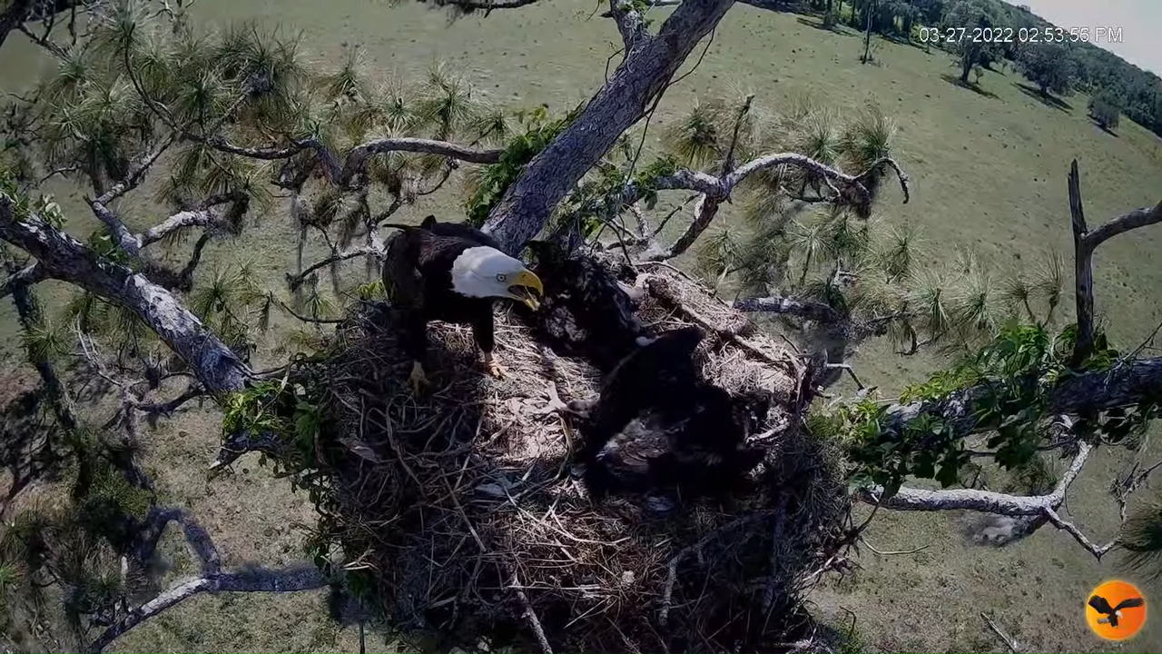 EC 4K Overhead Cam 1-7-0 screenshot