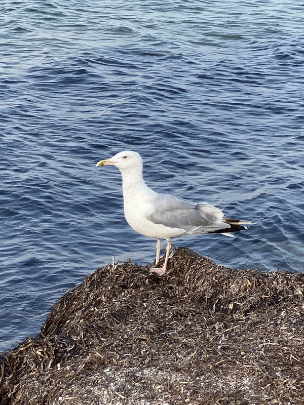 CEAE2D34-81AC-4DD5-A95F-62DEE9612030