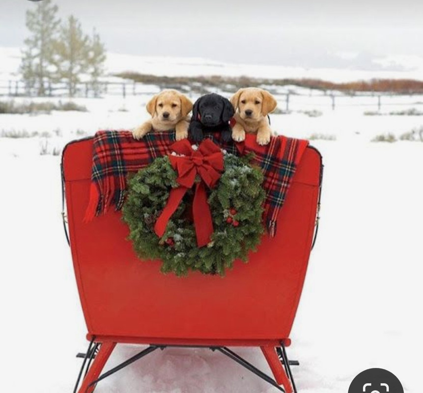 Screenshot_20231119_182328_Pinterest