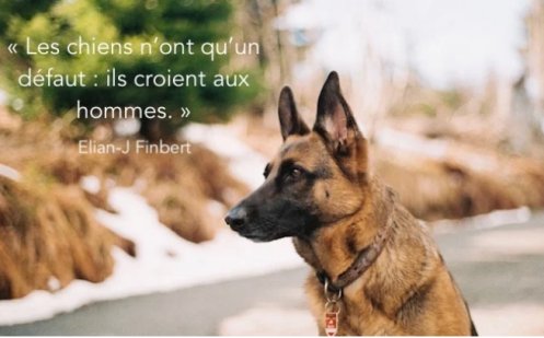 chien.jpg