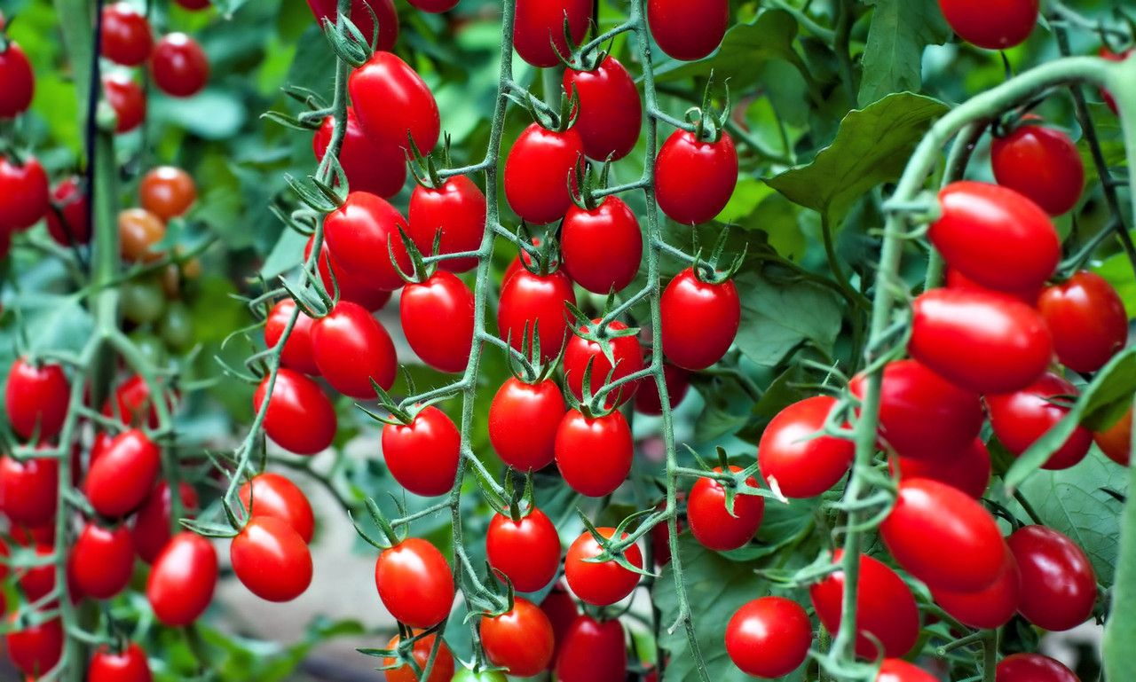 Пять сортов томатов, обеспечивающих богатый урожай на протяжении всего лета