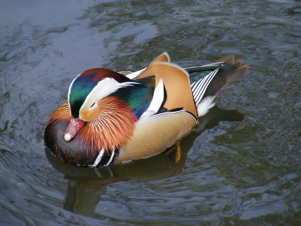 DSCF1358.jpg