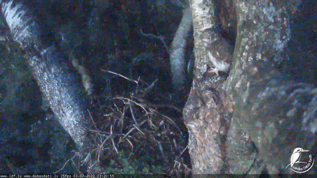 Melnās klijas (Milvus migrans) Kurzemē - LDF tiešraide 12-41-50 screenshot