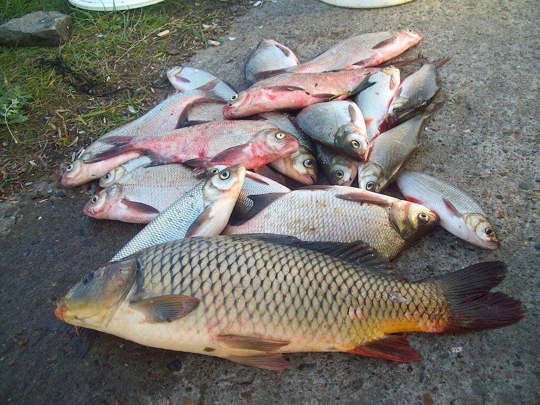 Добрянка 9.10.13 г 02