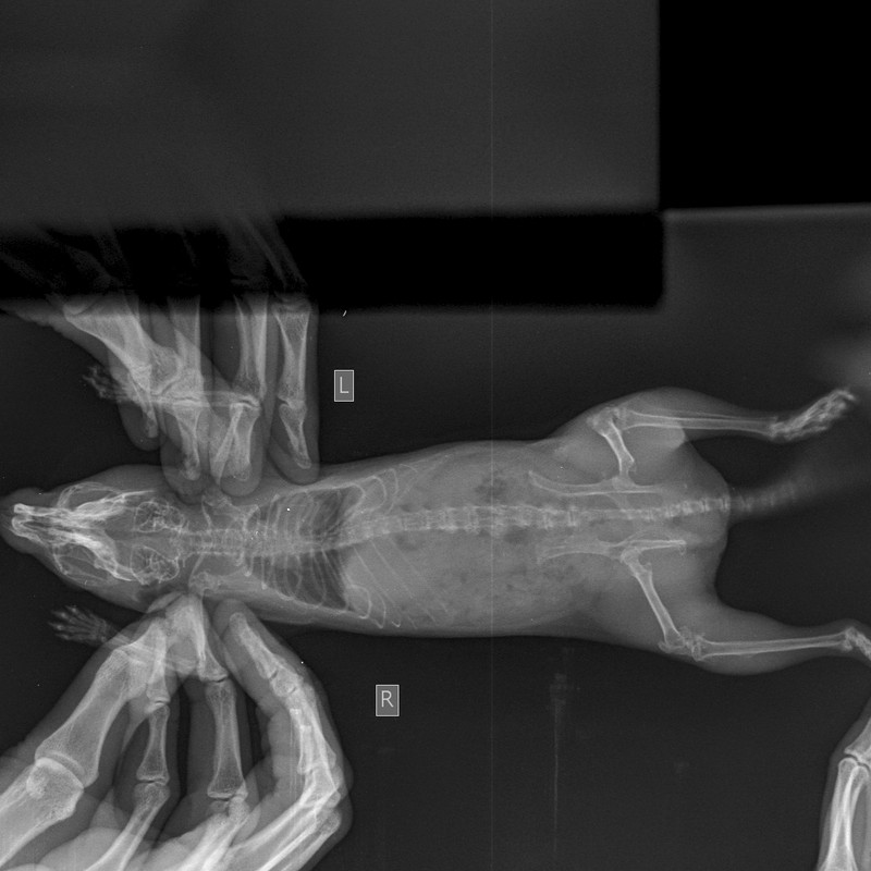 Скелет Мелкий  _ 10 kg-Череп LAT-17.05.2018-13_04_49-411