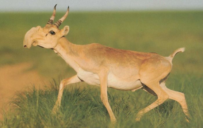https://i.postimg.cc/T321BhDS/szajga-v-tatarantilop.jpg
