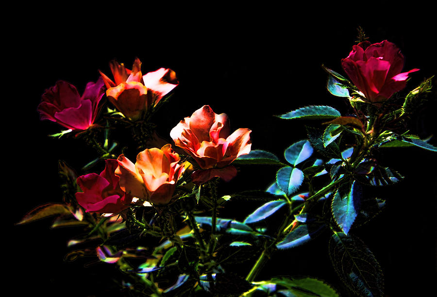 six-roses-of-the-night-linda-phelps.jpg