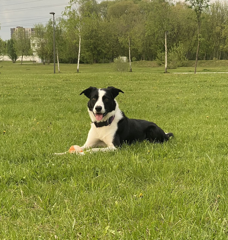 picture of dog