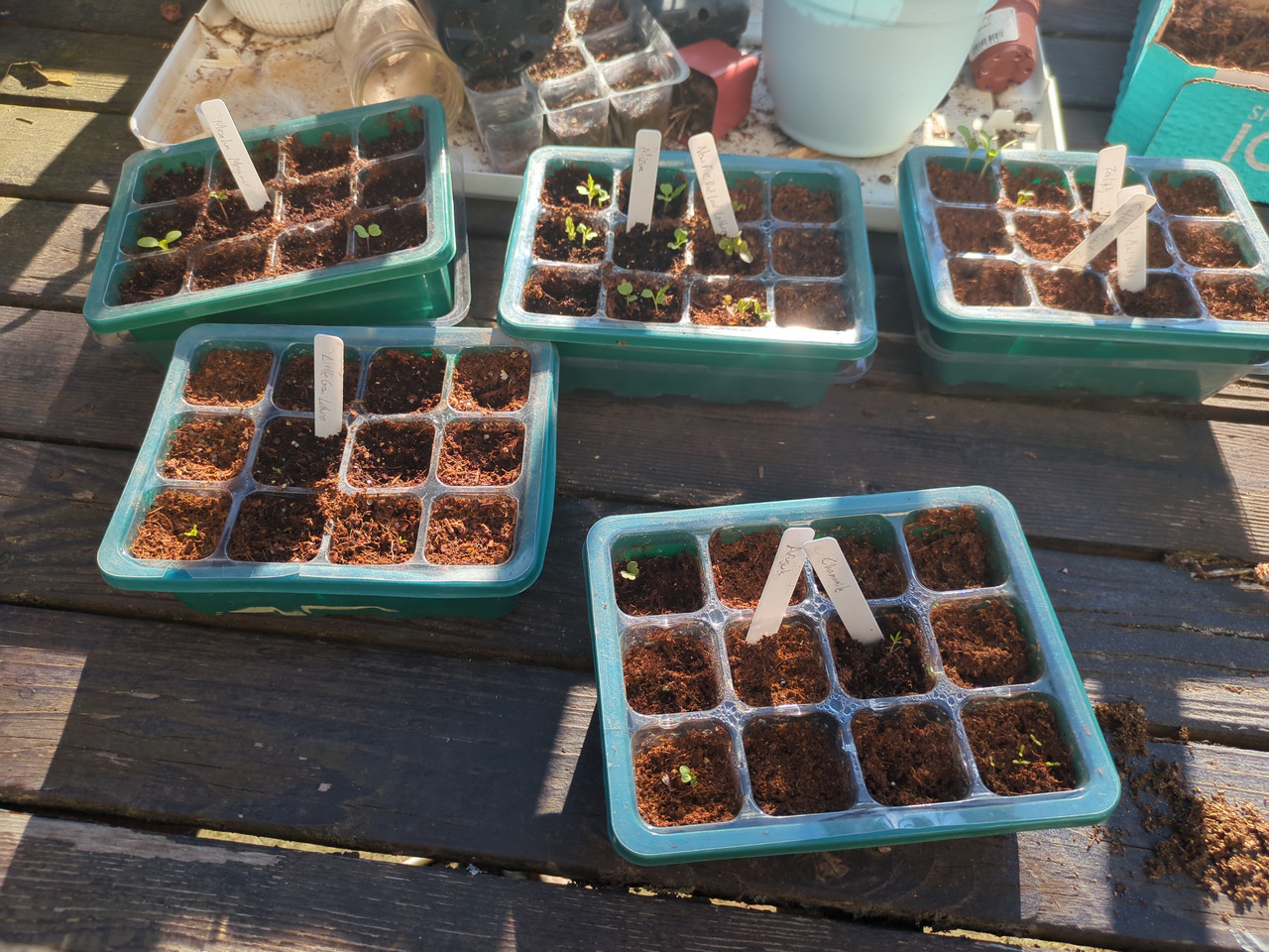 July 2026 Plant Starts