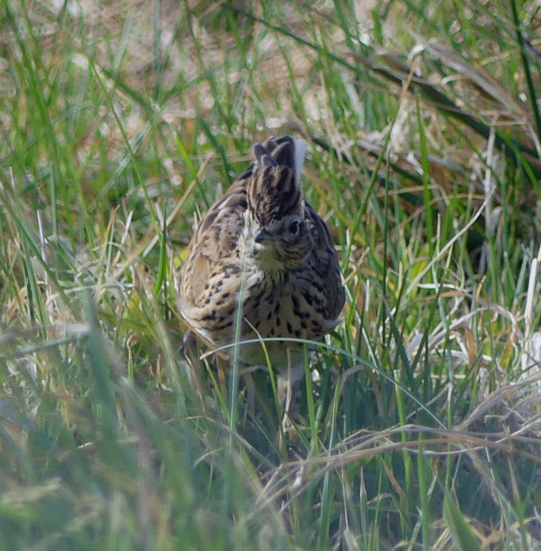 SKYLARK 1