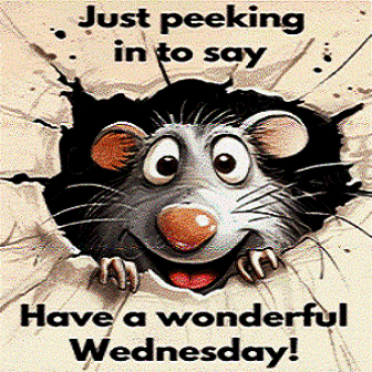 Wednesday-Rat