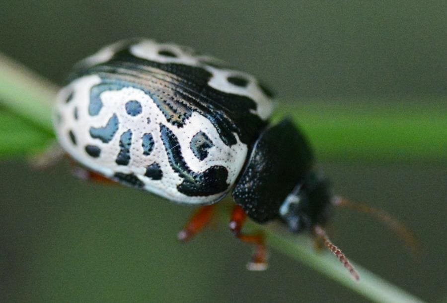 Calligrapha confluens