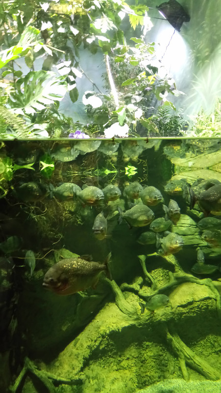 Москвариум.....рыбки)))))