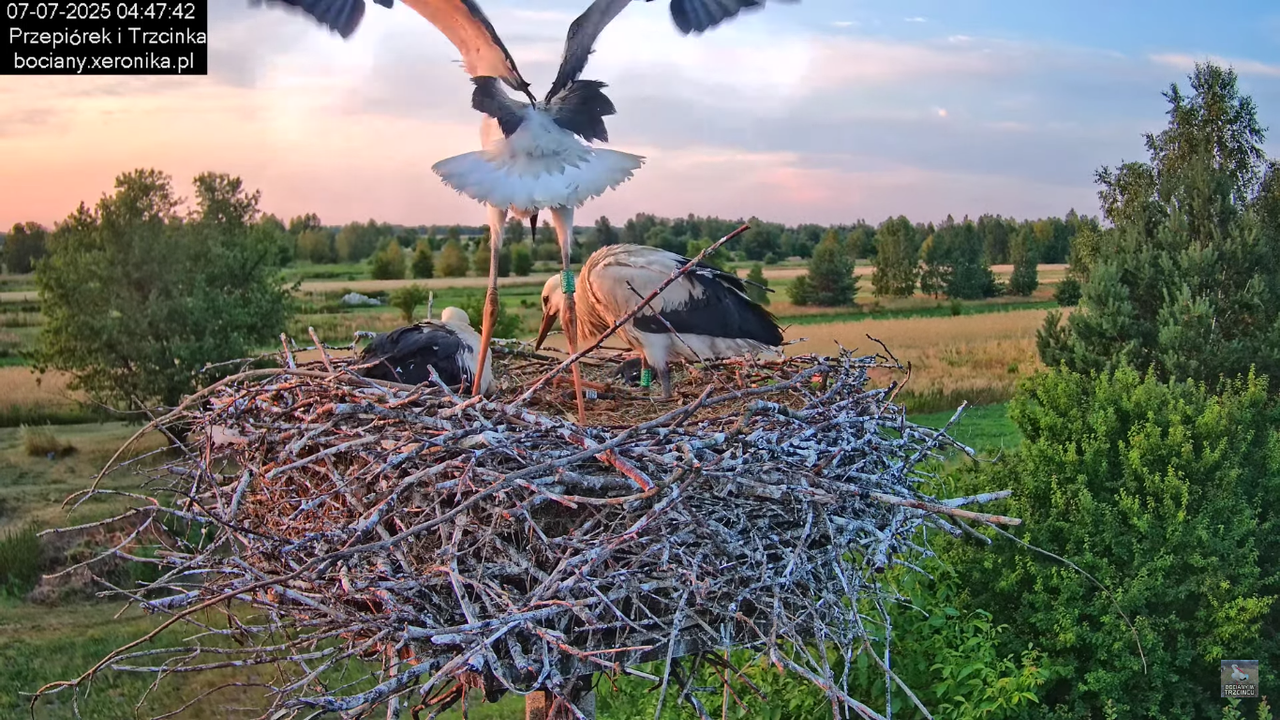 07072025bociany3