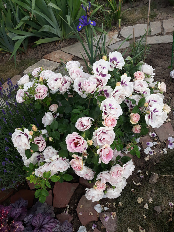 20180524_081324