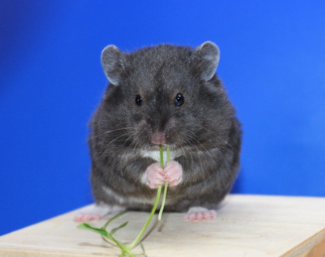 Авоська 21.04.22-03