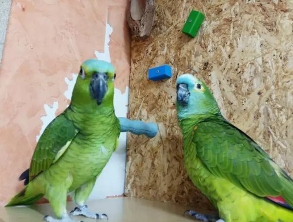 [Image: amazon-parrots-facts-12095-1-1602178616.webp]