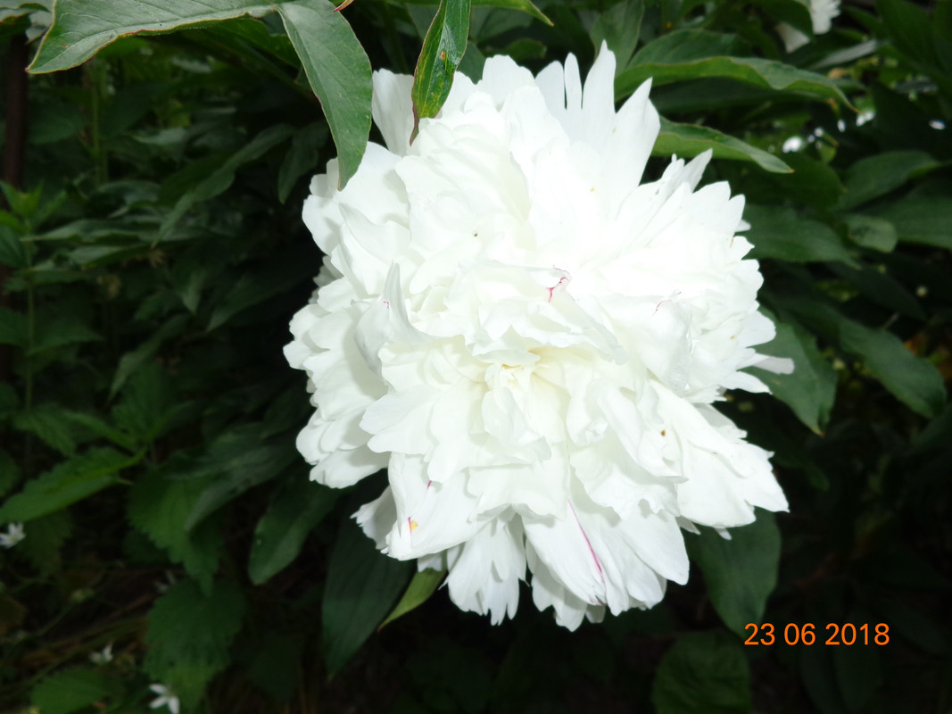 фестива крупно