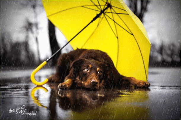 Let-it-rain-x.gif