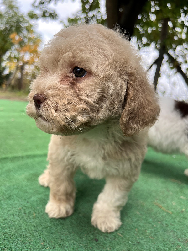 Lagotto Romagnolo female puppy for sale – Ideal Dale Enigma – 48 days old – photo 5