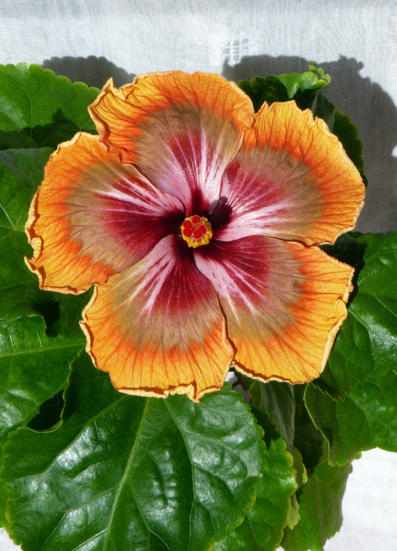 Petar's Spring Sunrise -Hoi  x  Bob Carran 12.3.2023 first bloom