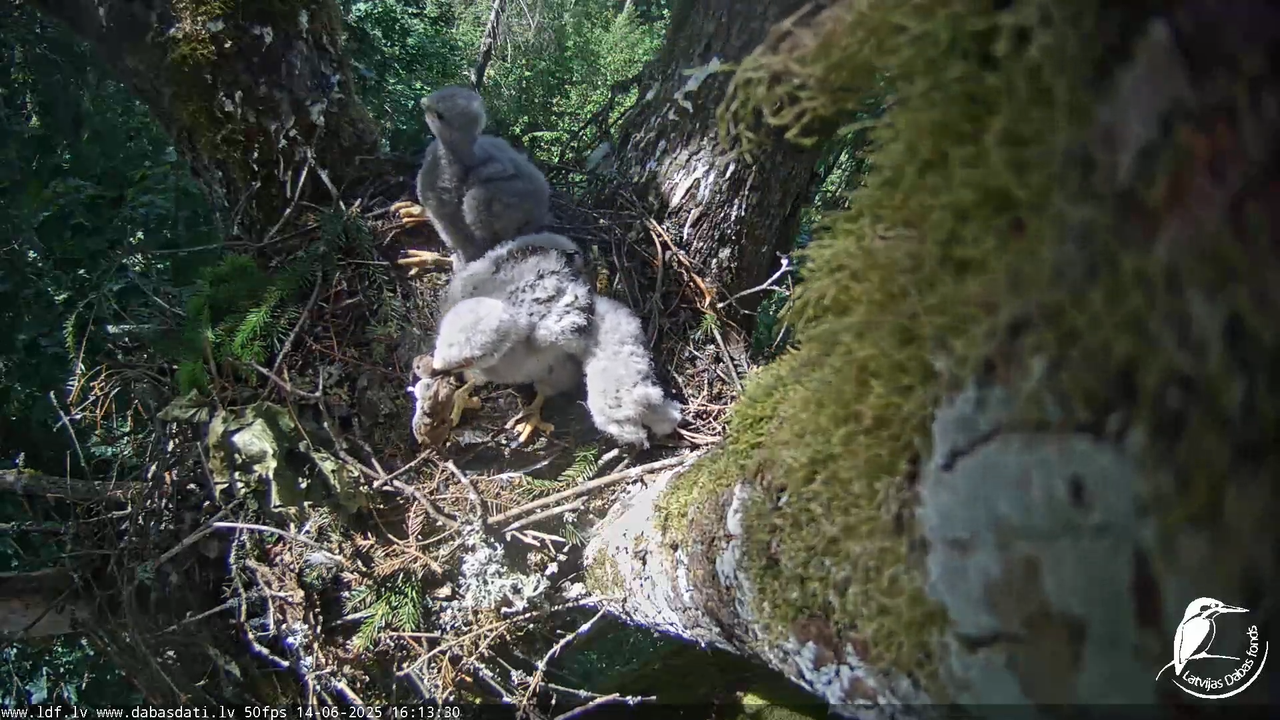 Melnās klijas (Milvus migrans) Kurzemē_ peļu klijāni (Buteo buteo) 13-13-35 screenshot