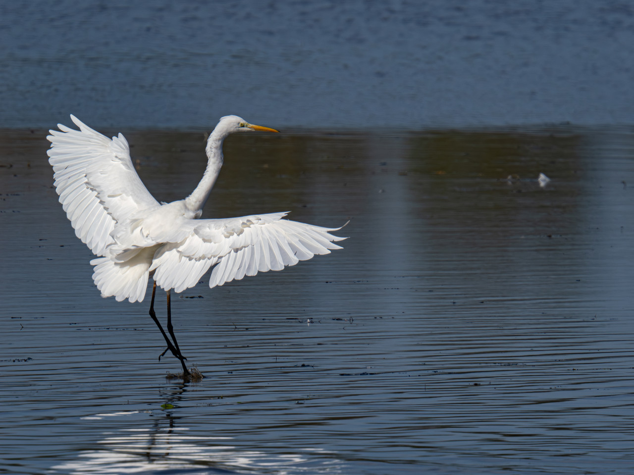 PA160296 Verbessert RR