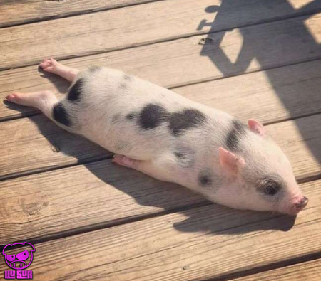https://i.postimg.cc/T395XD8y/petit-cochon.jpg