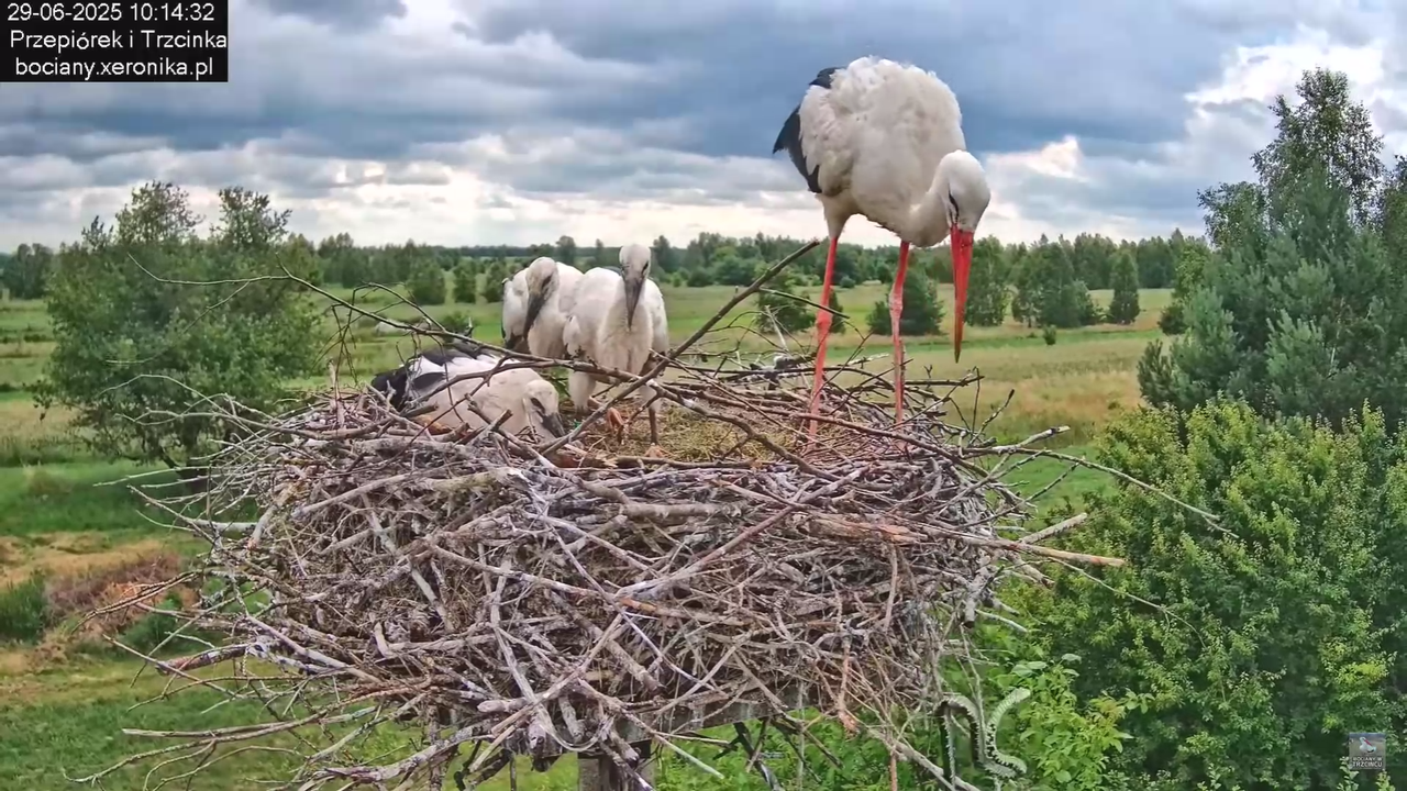 29062025bociany37