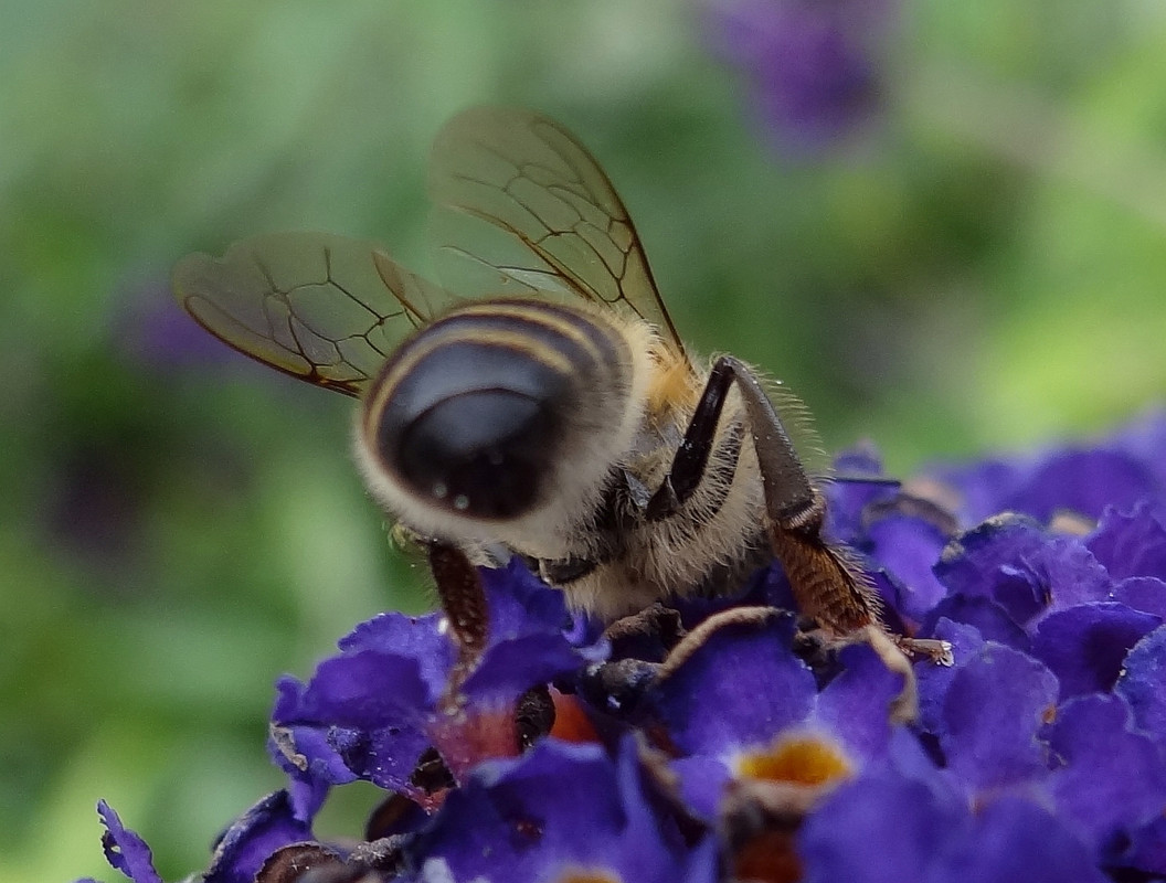 BEE 2 010824