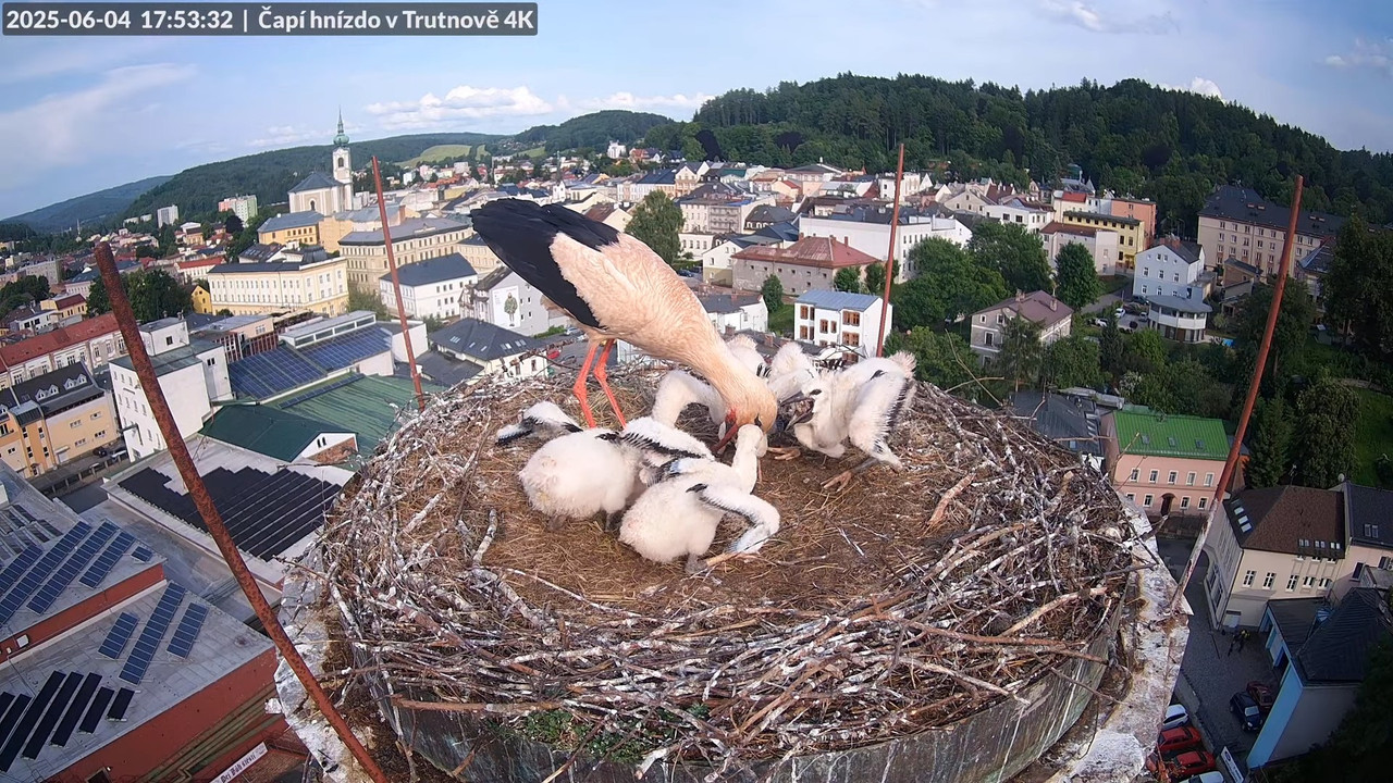 Živě z čapího hnízda na pivovarském komíně v Trutnově 12-35-29 screenshot