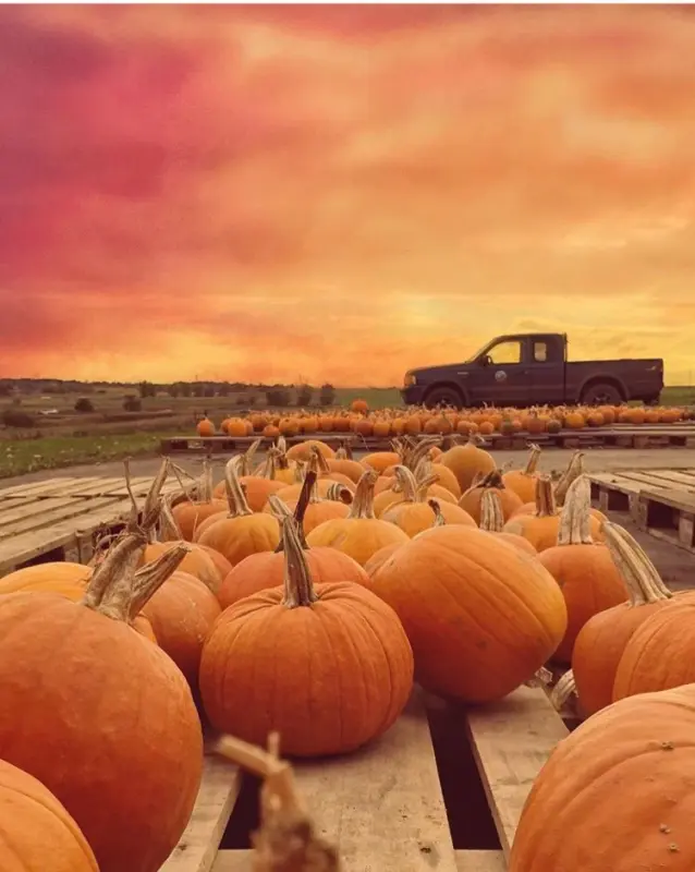 Pumpkins 0045