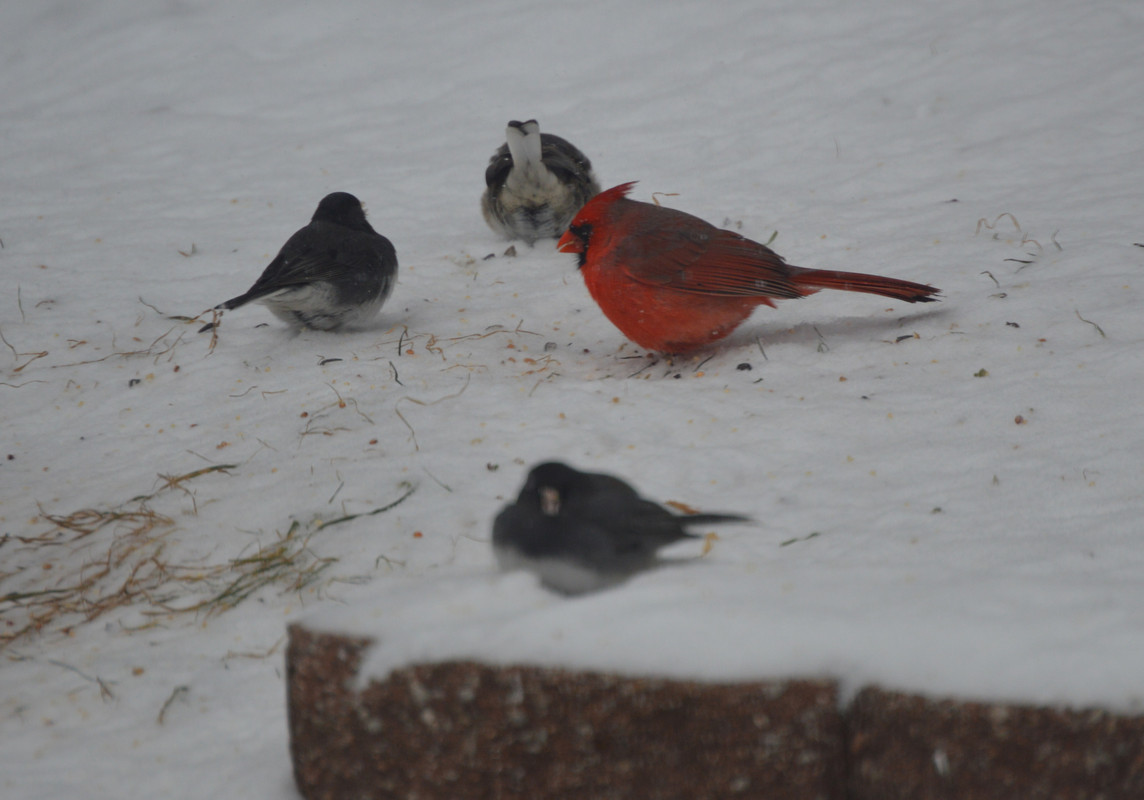2021-2-14 Birds (10)