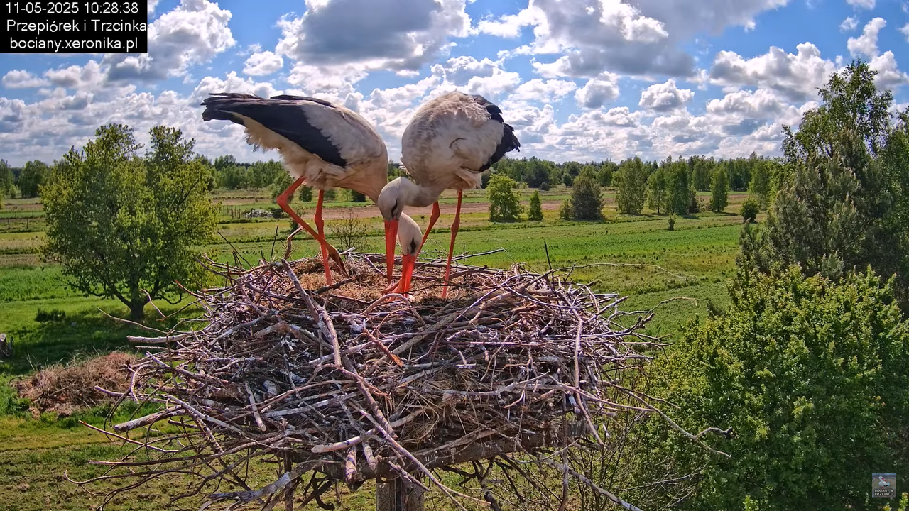 11052025bociany22