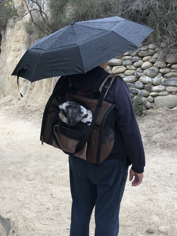 [Image: 7-D47-F069-55-B8-4-AA6-8-A0-D-F5-CF35-D0738-D.jpg]