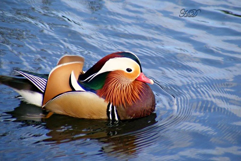 Manderin-duck-HD.jpg