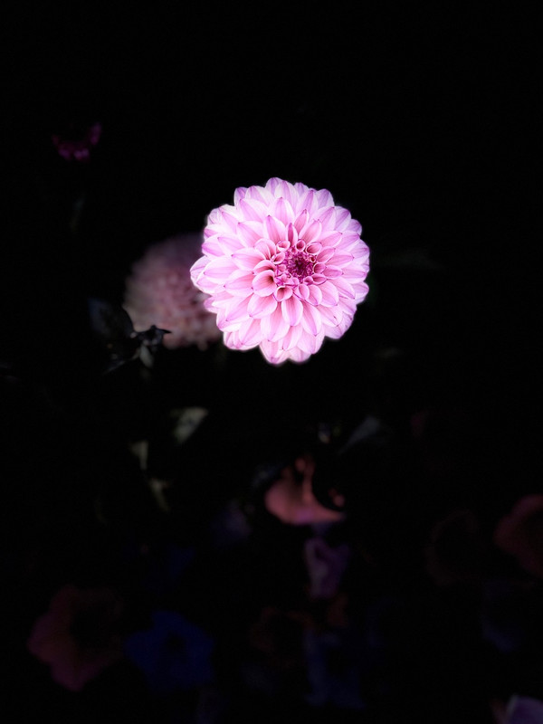 IMG-1905.jpg