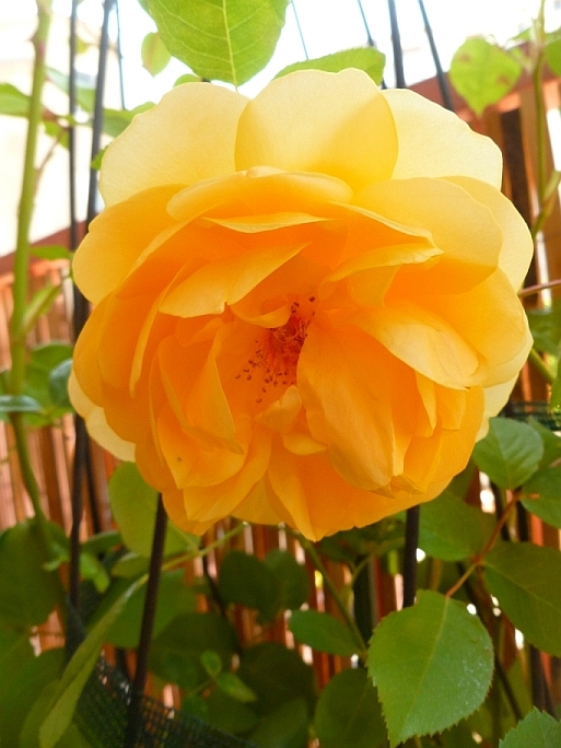 [Bild: rosensaison2021-11.jpg]