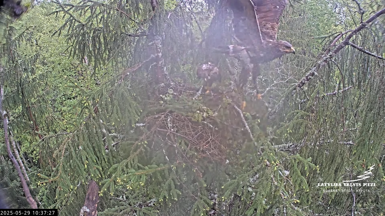 LVM mazais ērglis Lisiņa, egle2 – Lesser Spotted Eagle 16-58-26 screenshot (1)