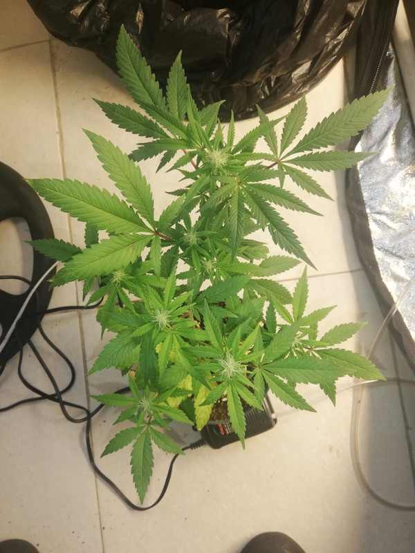 WhatsApp Image 2020-06-30 at 10.56.17 AM (1)