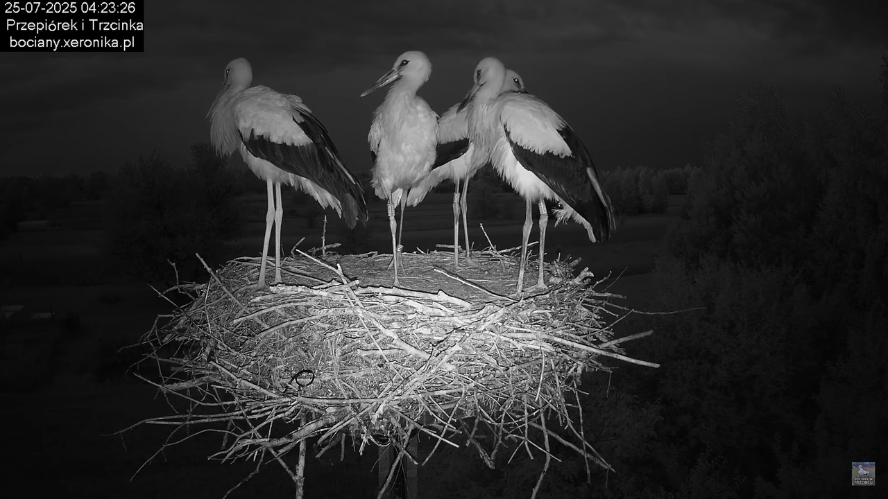 25072025bociany1