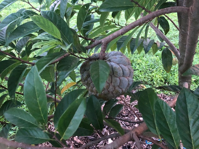 sugarlata fruit