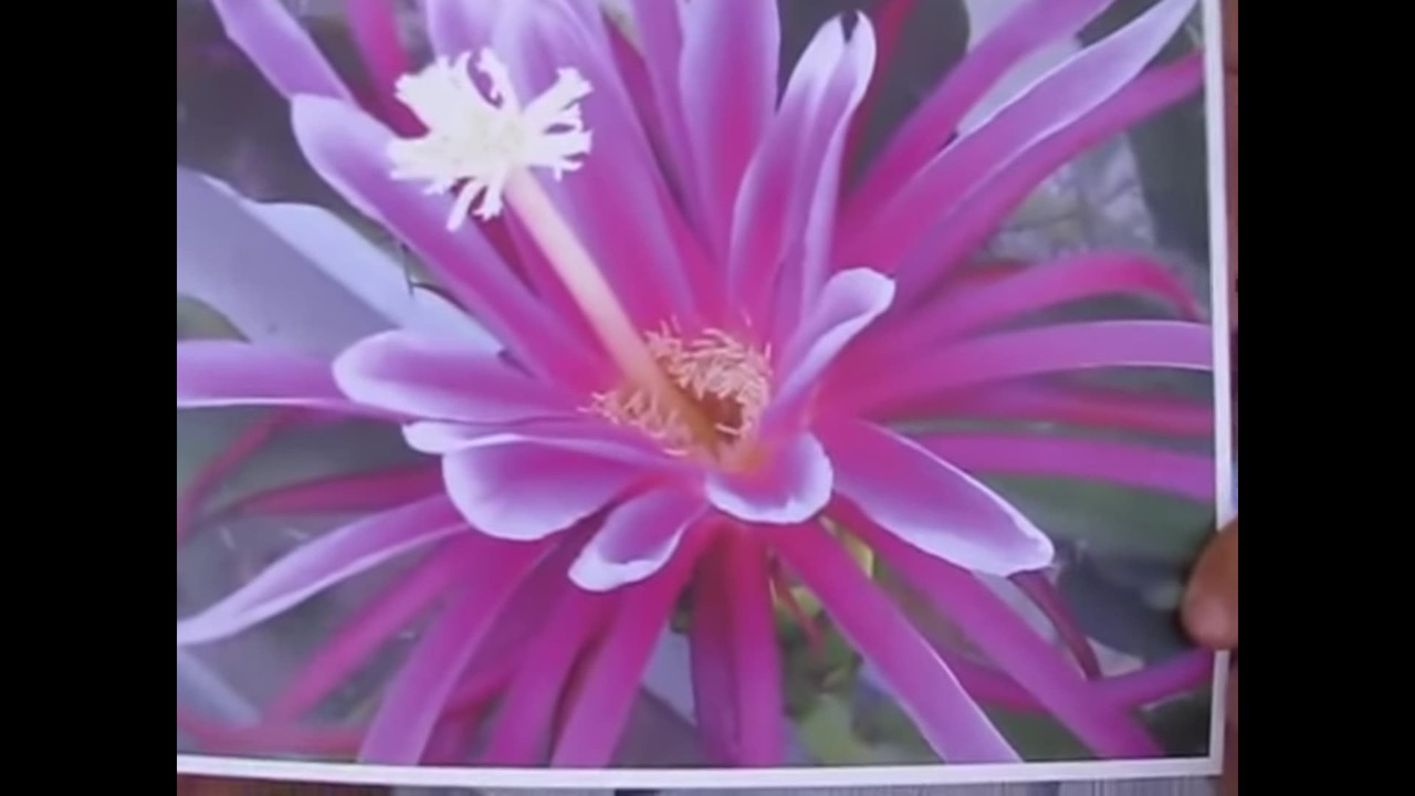 asunta-red-dragon-fruit-flower.jpg