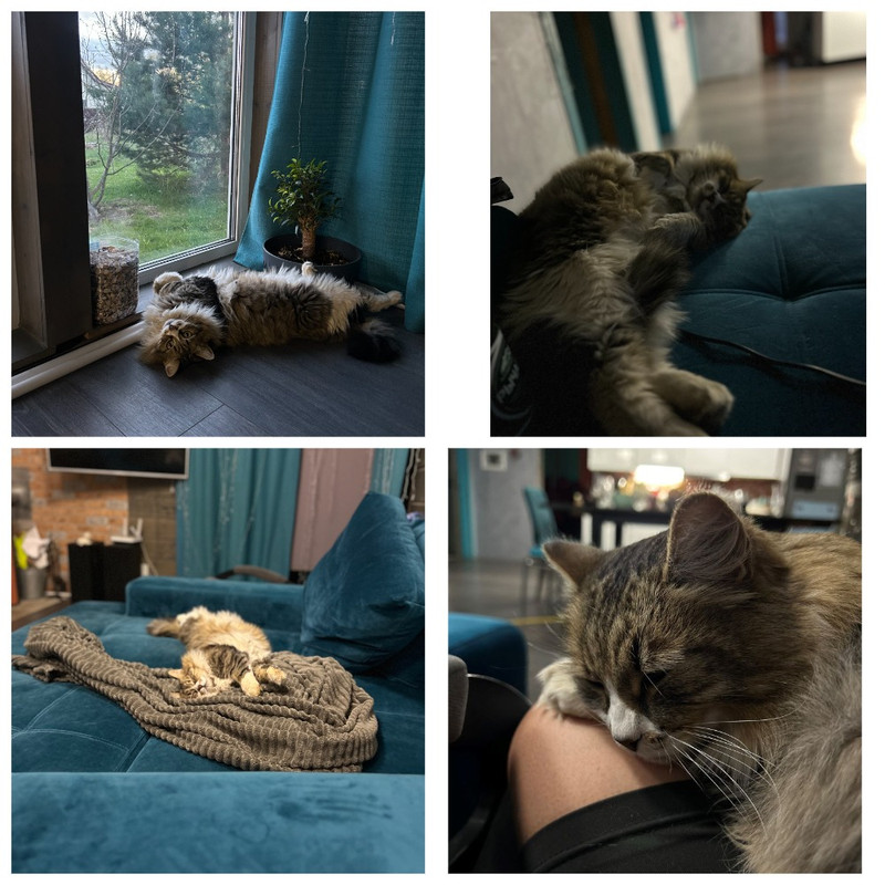 MyCollages - 2025-04-30T232209.601