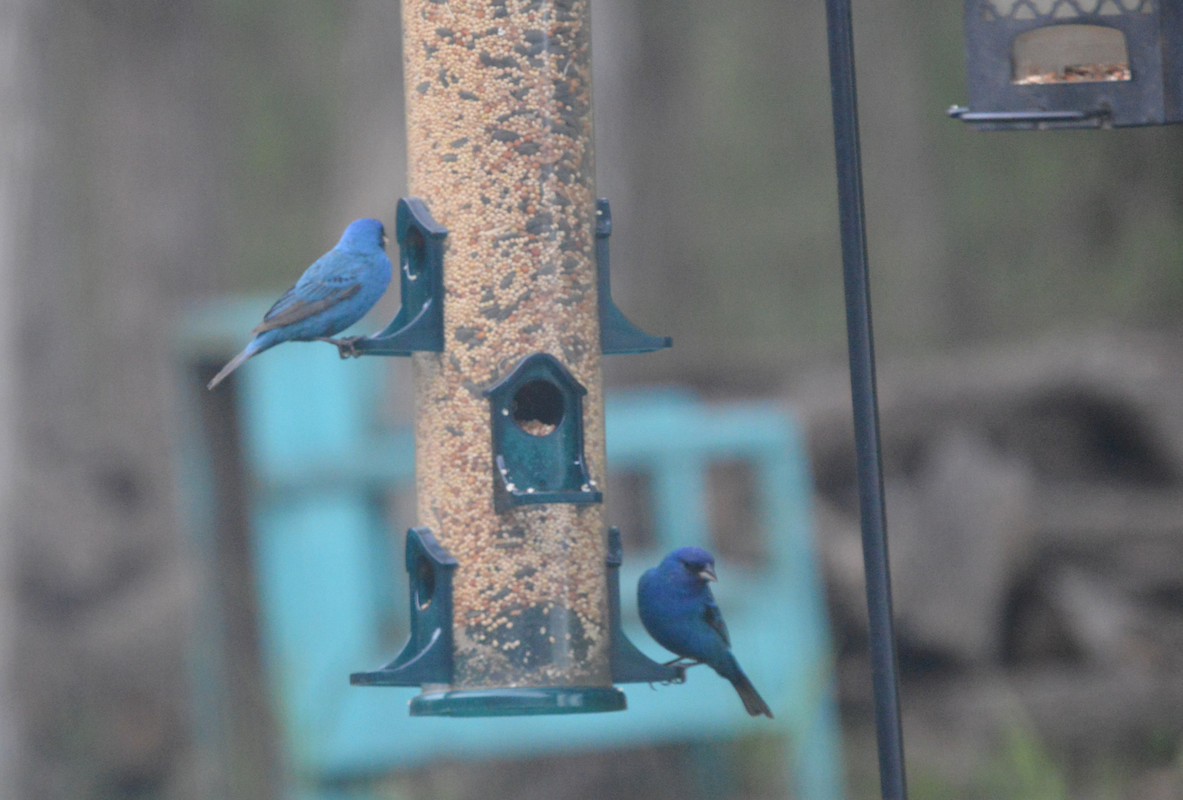 2021-5-1 Indigo Bunting (6)