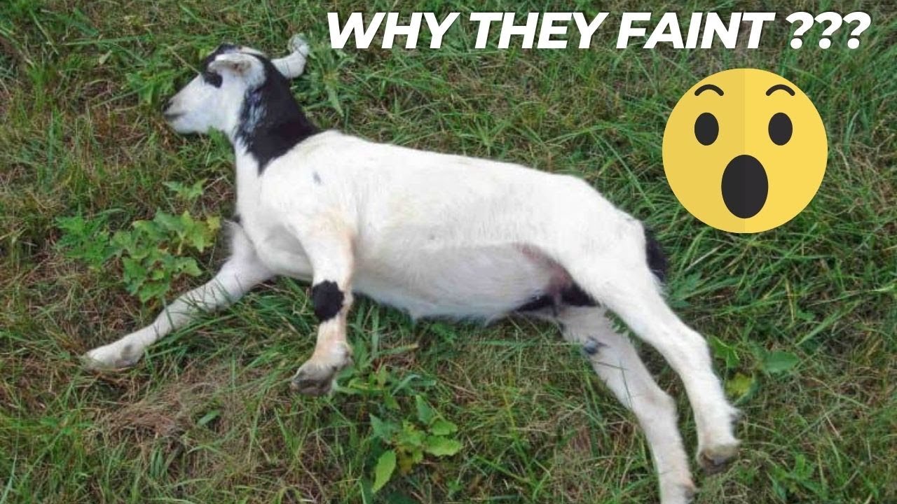 Why Fainting Goats Faint