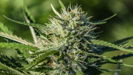Strain Image 1