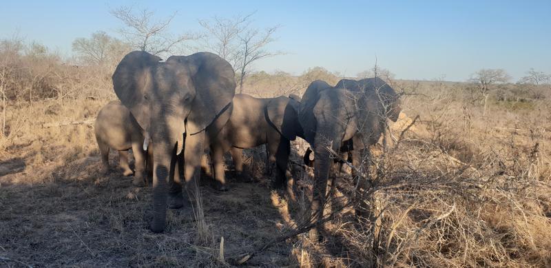 DÍA 11:  KRUGER (Lower Sabie)- SABI SAND (Elephant Plains Game Lodge) - Sudáfrica y Seychelles 2018 -  Una Honeymoon llena de vida (16)